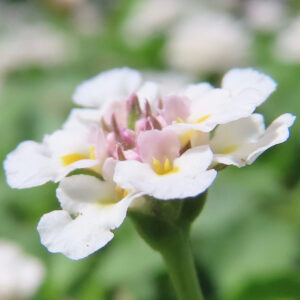 クラピアの白い小花の接写写真｜淡いピンクの蕾と黄色のアクセントが可憐な花姿