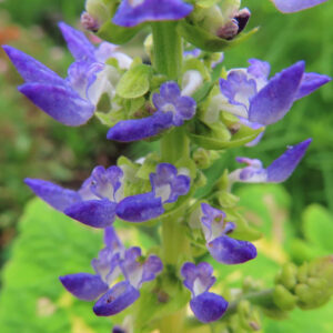 コリウスの青紫色の花のクローズアップ写真｜縦に連なる小花が美しい観葉植物