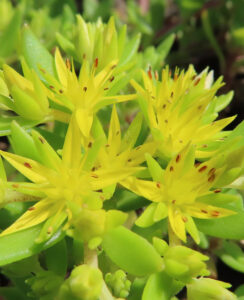メノマンネングサの黄色い星形の花を接写した写真。鮮やかな花弁と赤褐色の雄しべが密に咲く様子