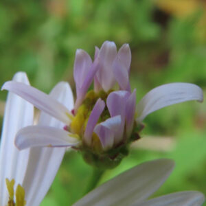 コヨメナの淡紫色の野菊を撮影した花写真
