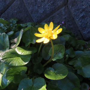ヒメリュウキンカの黄金色の春花を撮るポイントを撮影した花写真