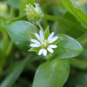 ハコベの春の七草はこべらと星形の白花を撮影した花写真