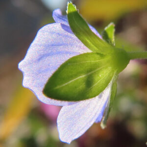 オオイヌノフグリの星の瞳と呼ばれる青い春花を撮影した花写真