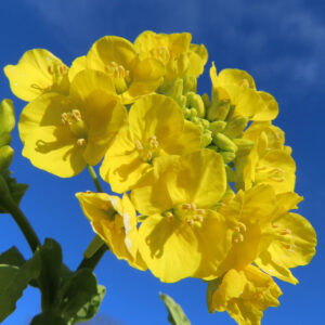 青空の下で鮮やかに咲くナノハナの花のクローズアップ写真