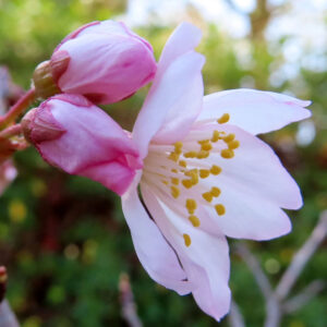 サクラの日本の桜文化を撮影した花写真