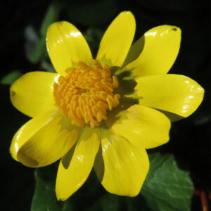 ヒメリュウキンカの黄金色の春花を撮るポイントを撮影した花写真