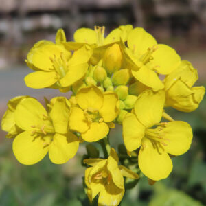 円形に並んだナノハナの花が立体的に見えるバランス構図の写真