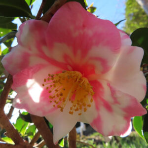 白地にピンクの絞り模様が入ったツバキの花を下から捉えた写真。中央の黄色い雄しべが光を受けて輝く