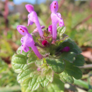 ホトケノザの仏の座に似た葉の春野草を撮影した花写真
