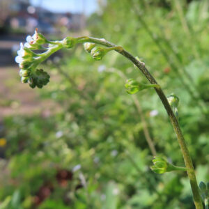 キュウリグサの小さな青い花を撮影した花写真