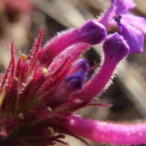 シュッコンバーベナのつぼみと花茎をマクロ撮影した春の無料植物写真