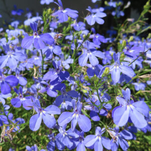 ロベリアの群生を撮影した写真｜鮮やかな青紫色の小花が密集して咲き誇る様子
