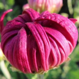 赤紫色のキクのつぼみをマクロで撮影した写真。花弁が渦を巻くように重なり、表面に細かな水滴が輝く様子を背景ぼかしで捉えている