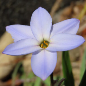 ハナニラの春に咲く星形花を撮影した花写真
