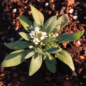 アリッサムの甘く香る小花を撮影した花写真