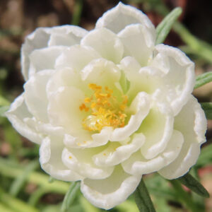 八重咲きの白いマツバボタンをアップで撮影した華やかな写真