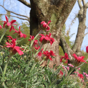 マーガレットの真珠の花を撮影した花写真