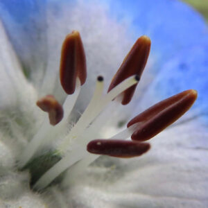 ネモフィラの空色のBaby blue eyesを撮影した花写真