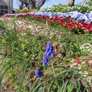 ムスカリの青紫の房花を撮影した花写真