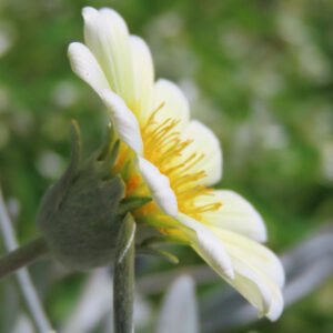 ガザニアの白い花を横から撮影した接写写真。花びらの質感と黄色い花芯が柔らかく光を受けている