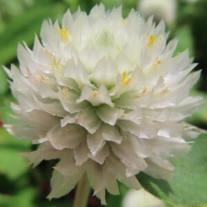 白いセンニチコウの超接写（花弁の質感）