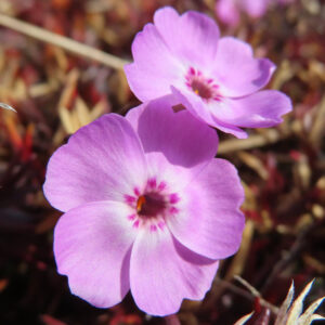 シバザクラの芝のように広がる春の花じゅうたんを撮影した花写真
