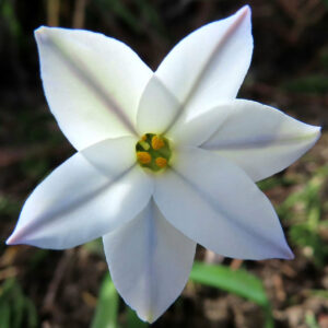 ハナニラの春に咲く星形花を撮影した花写真
