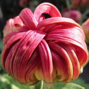 赤と黄色が混じるキクの花をクローズアップで撮影した写真。リボン状に湾曲した花弁が幾重にも重なり、自然光で質感が強調され、背景は大きくぼけている。