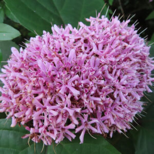 満開のボタンクサギの花房を接写した高画質無料写真｜小さなピンク色の筒状花が密集して咲く姿