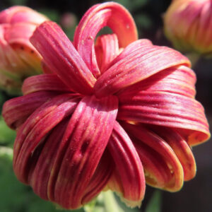 赤紫色のキクの花をマクロで撮影した写真。リボンのように湾曲した花弁が重なり合い、柔らかな自然光を受けて質感が際立つ構図。