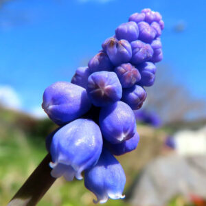 ムスカリの青紫の房花を撮影した花写真
