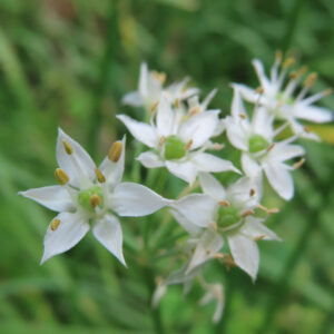 ニラの白い花が数輪まとまって咲く様子を接写した写真｜星形の花弁と淡緑色の子房、黄色い雄しべが際立つニラの花房の構図