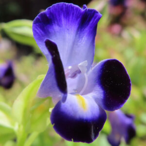 トレニアの紫と黄色の花を横から接写した写真｜夏に咲く小さな草花