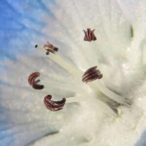 ネモフィラの空色のBaby blue eyesを撮影した花写真