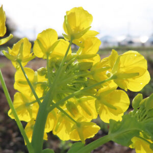 逆光に透けるナノハナの花びらと茎の裏側を見上げる構図の写真