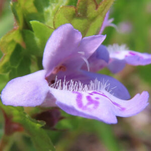 カキドオシの垣を通す春の薄紫花を撮影した花写真