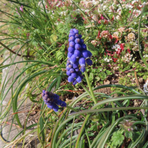 ムスカリの青紫の房花を撮影した花写真
