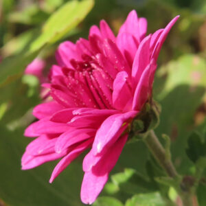 ピンク色のキクの花を横から捉えたクローズアップ写真。花弁が幾重にも重なり、自然光を受けて微細な質感が際立つ構図で、背景にはやわらかくぼけた緑の葉が広がっている
