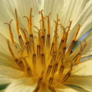 アキノノゲシの花の中心部を超接写したマクロ写真。黄色い花粉をまとった多数の雄しべと、黒褐色の葯が密集して立ち上がる様子が鮮明に写る秋の野草。