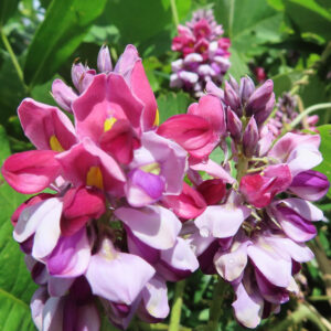 クズの花の接写写真｜赤紫と薄紫の花が群れ咲き黄色の斑点が見える夏の蔓植物