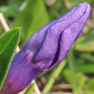 ツルニチニチソウの紫の蔓花を撮影した花写真