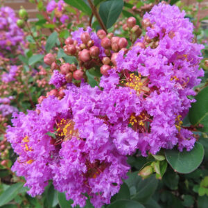 紫色のサルスベリの花房をクローズアップ撮影、黄色い雄しべとつぼみが映える夏の花の写真