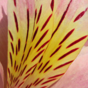 アルストロメリアの黄色い花びらに入る赤いストライプ模様の極端なクローズアップ写真。花弁の質感と鮮やかな色彩が詳細に写る