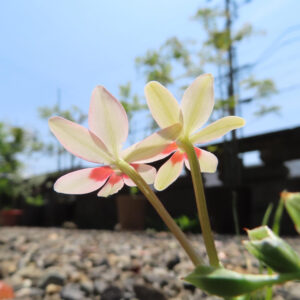 晴れた空を背景に、2輪のヒメヒオウギの花を下から見上げて撮影した写真。淡い花びらの中心に赤い模様が透け、細長い茎とつぼみが明るい光の中に伸びる