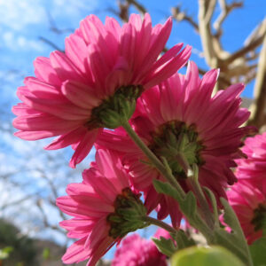 キクの花のクローズアップ写真。青空を背景に、茎から伸びた複数のピンク色の菊が斜め下から見上げる構図で咲いており、花弁の重なりと裏側の緑色の総苞が自然光で鮮明に写っている