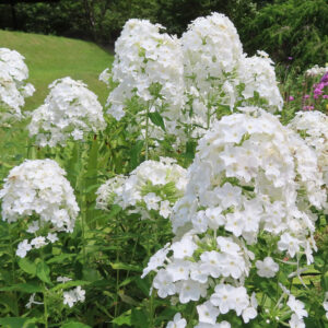白いフロックスの花が一面に咲く夏の庭の写真、緑の背景に映える爽やかな草花