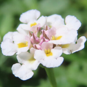 クラピアの白い小花の接写写真｜中心にピンクと黄色が入り立体感のある花姿