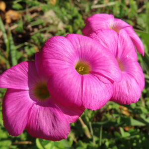 フヨウカタバミの大きな五弁花を撮影した花写真