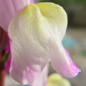 キンギョソウの口元の花形を撮るポイントを撮影した花写真
