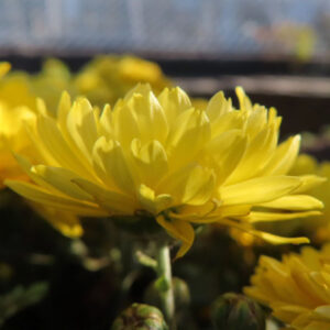 黄色のキク（菊）の花を横から捉えた接写写真。重なり合う花弁がやわらかな日差しを受けて輝き、背景は自然なボケで庭の雰囲気が伝わる構図